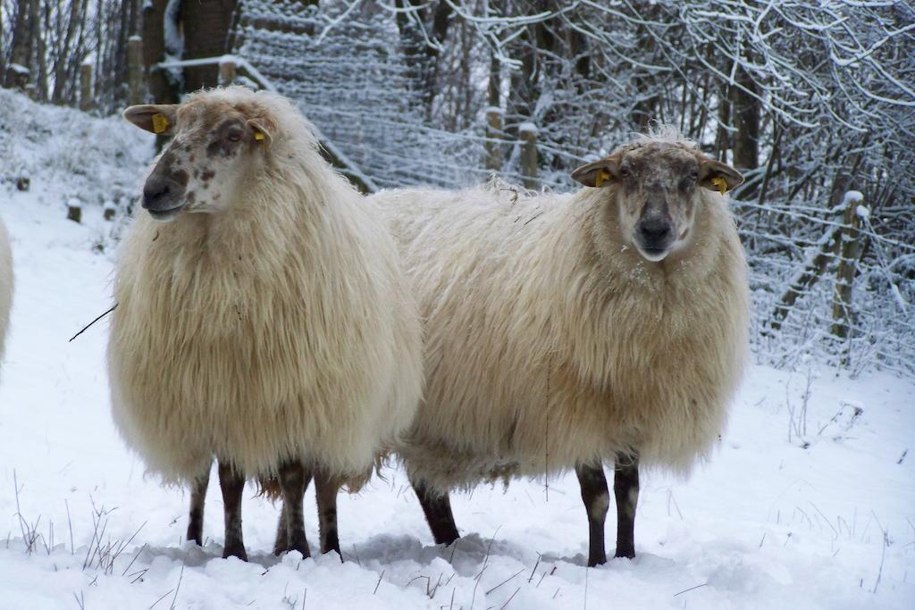 D'r Pletsch Berg en Terblijt